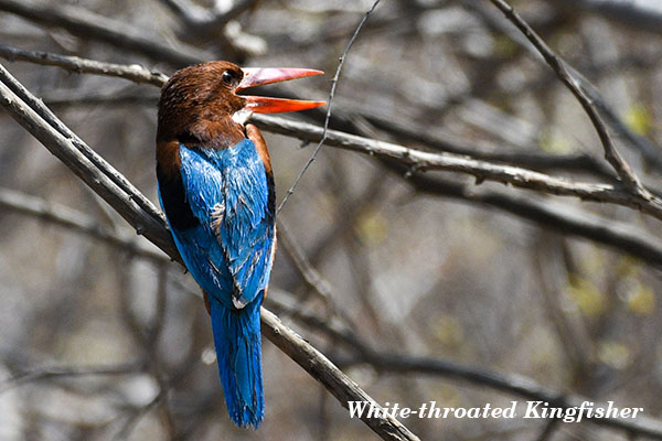 White throated Kingfisher 2