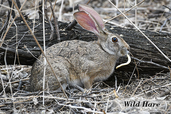 Wild hare 3