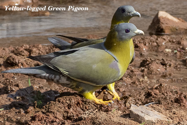 Yellow Legged Green Pigeon