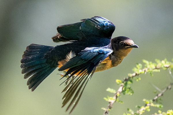 Rufous-bellied starling