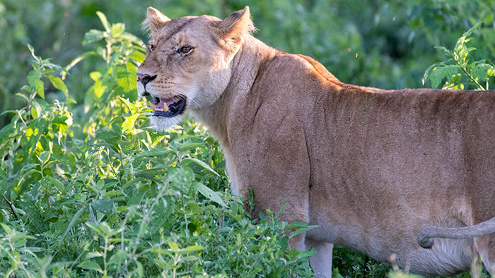 Lioness at lake Ndutu