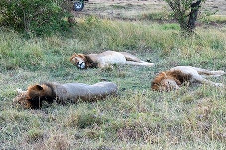 Lions at Naboisho Conservancy