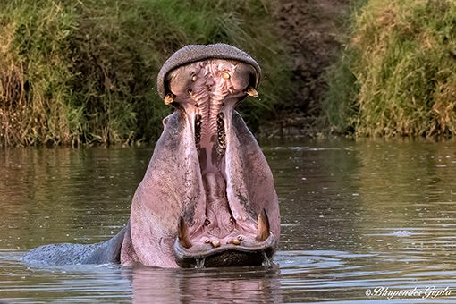 Hippopotamus in Mara