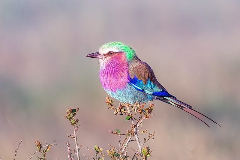 Long-breasted Roller