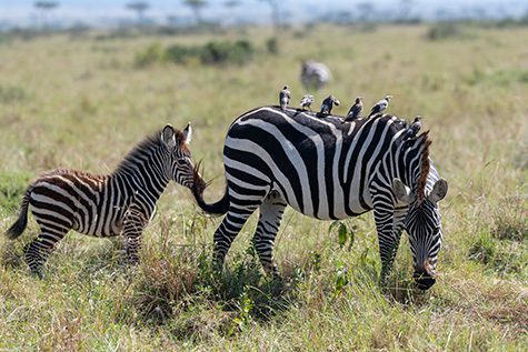Zebra with its calf