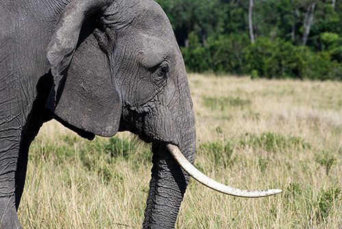 Elephant at Naboisho Conservancy