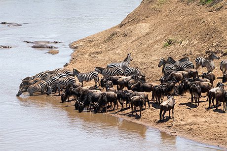 Wildebeests and Zebras testing waters