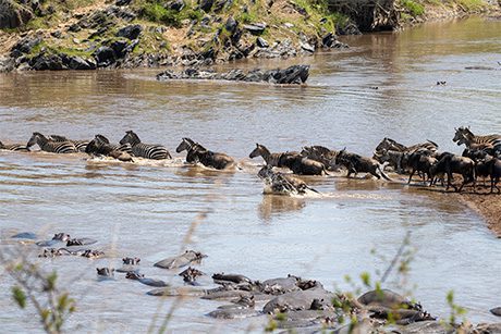 Wildebeests and Zebras crossing the river