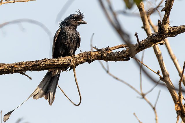 Greater Racket-tailed-Drongo