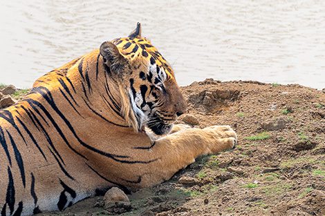 Bahrangi Male Tiger