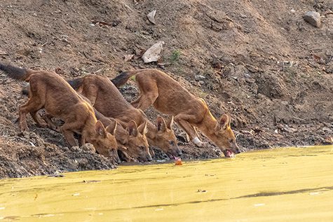 Indian Wild Dogs (Dhole)
