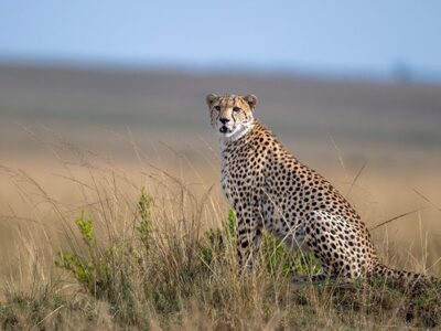 Cheetah in Savannah