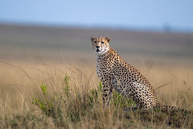 Cheetah in Savannah
