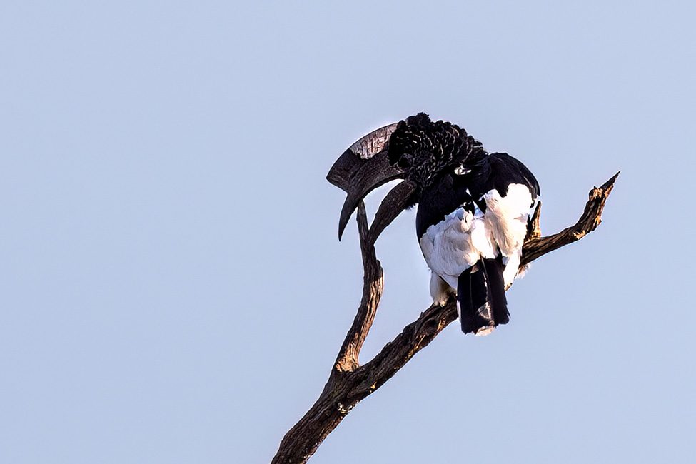 Black & White Casqued Hornbill