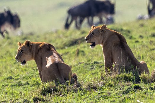 Lions of Masai Mara