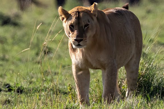 Lion of Masai Mara