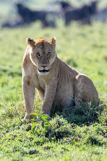 Lion of Masai Mara