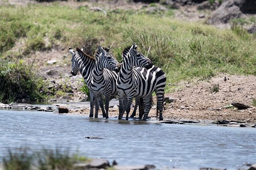 Zebras at the Talek river