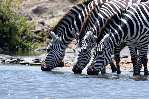 Zebras at the Talek river