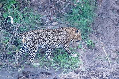 Leopard at Mara River