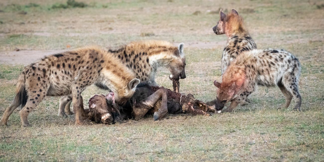 Hyena with prey