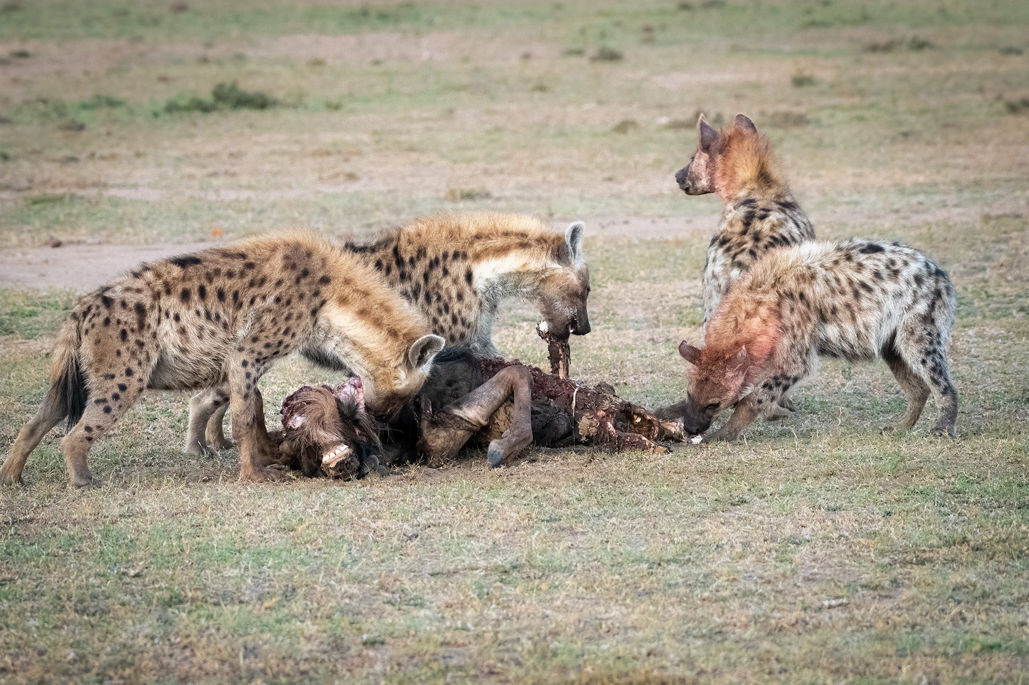 Hyena with prey