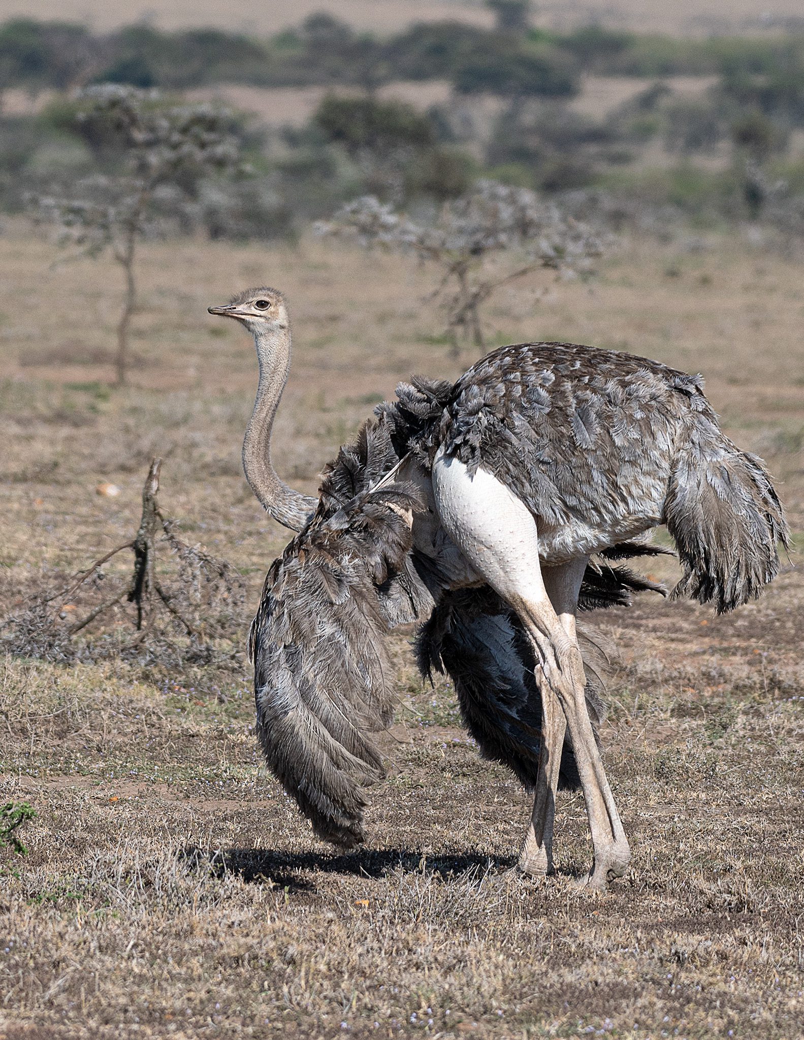 Ostrich