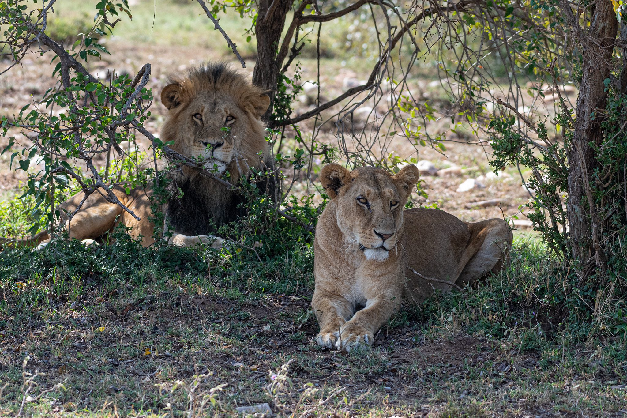 Lion couple