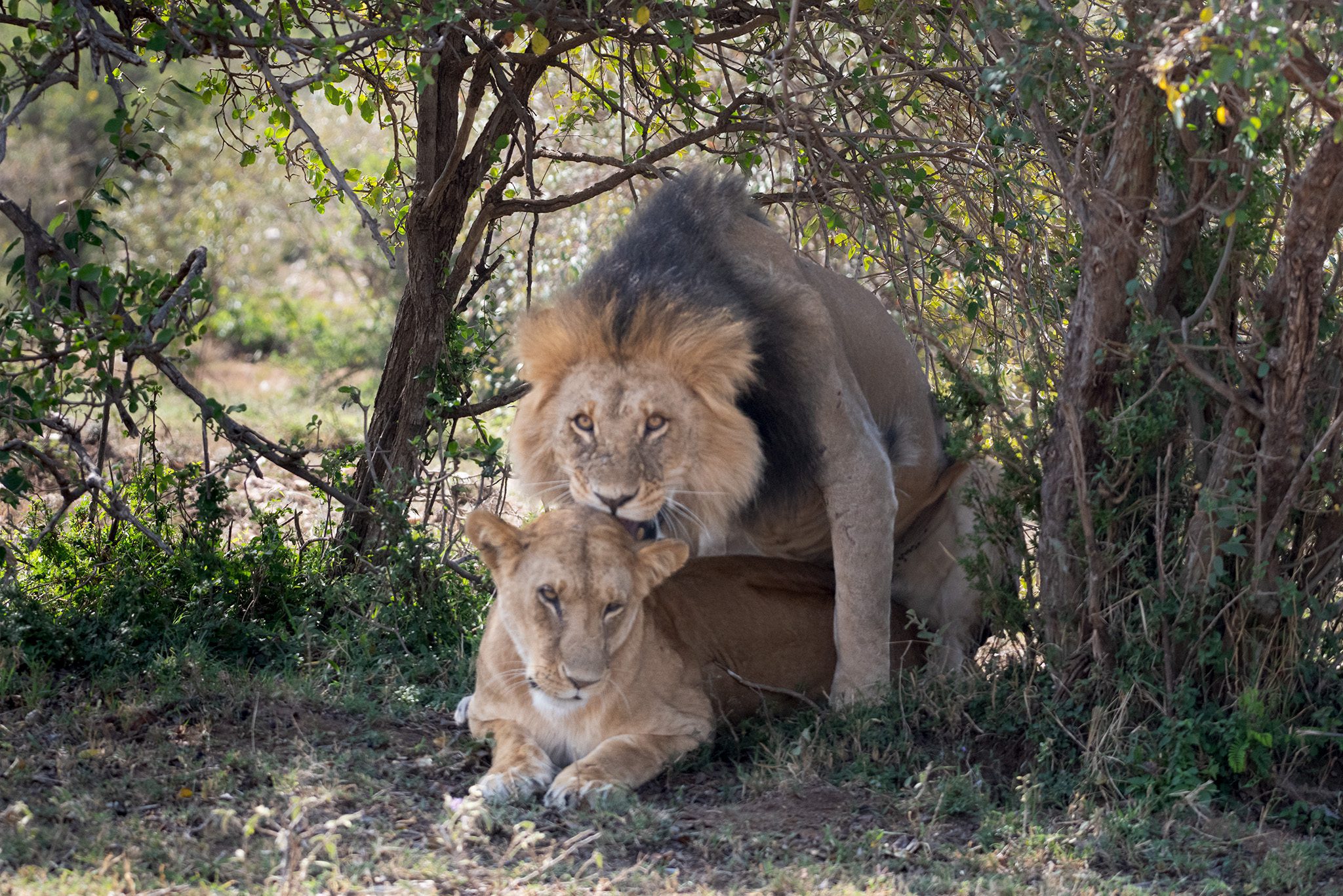 Mating Lions