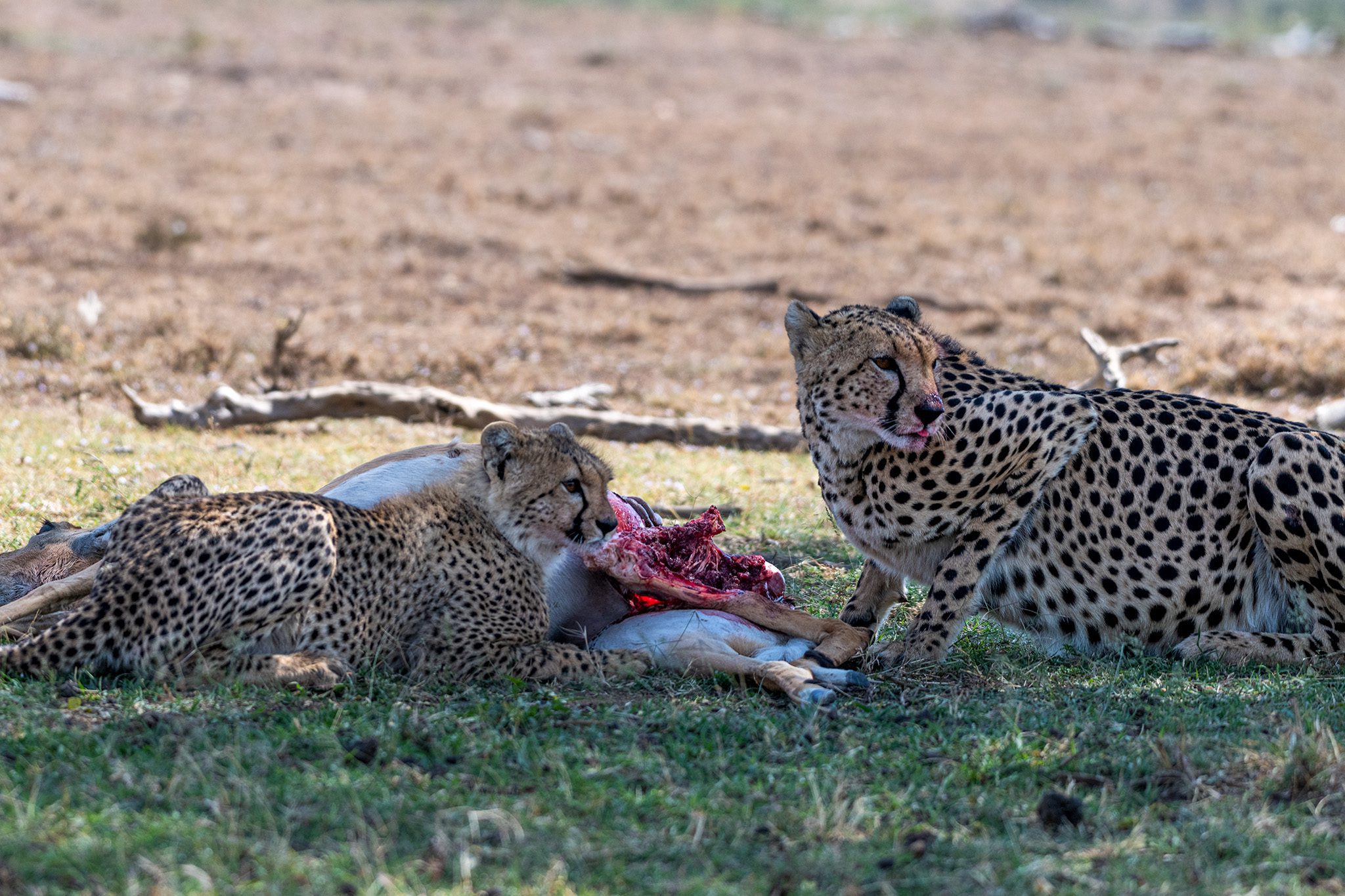 Cheetah and cub with the kill