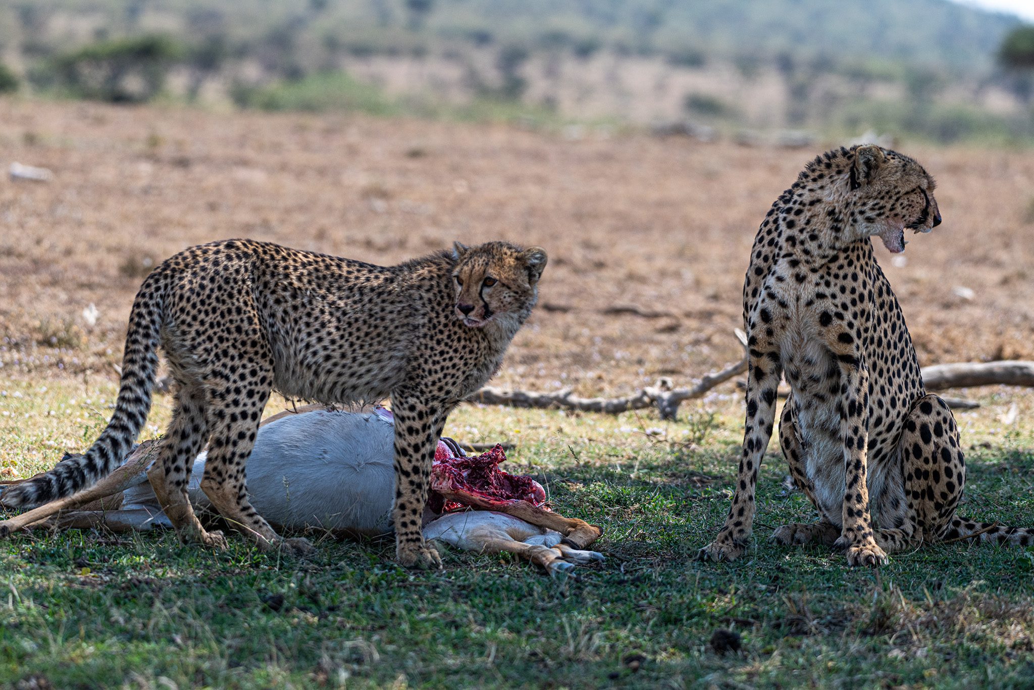 Cheetah and cub with the kill