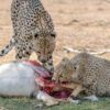 Cheetah and cub with the kill