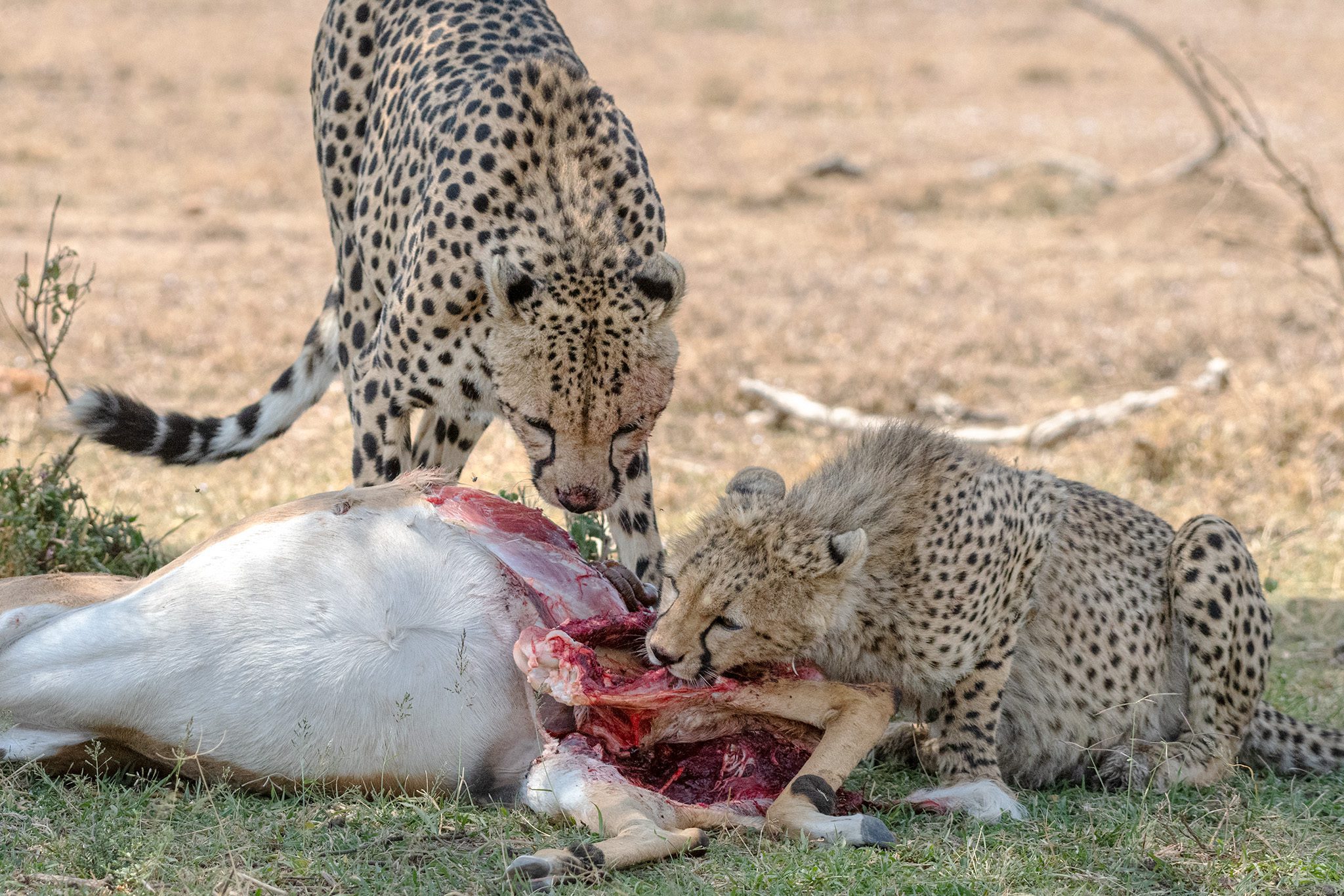 Cheetah and cub with the kill