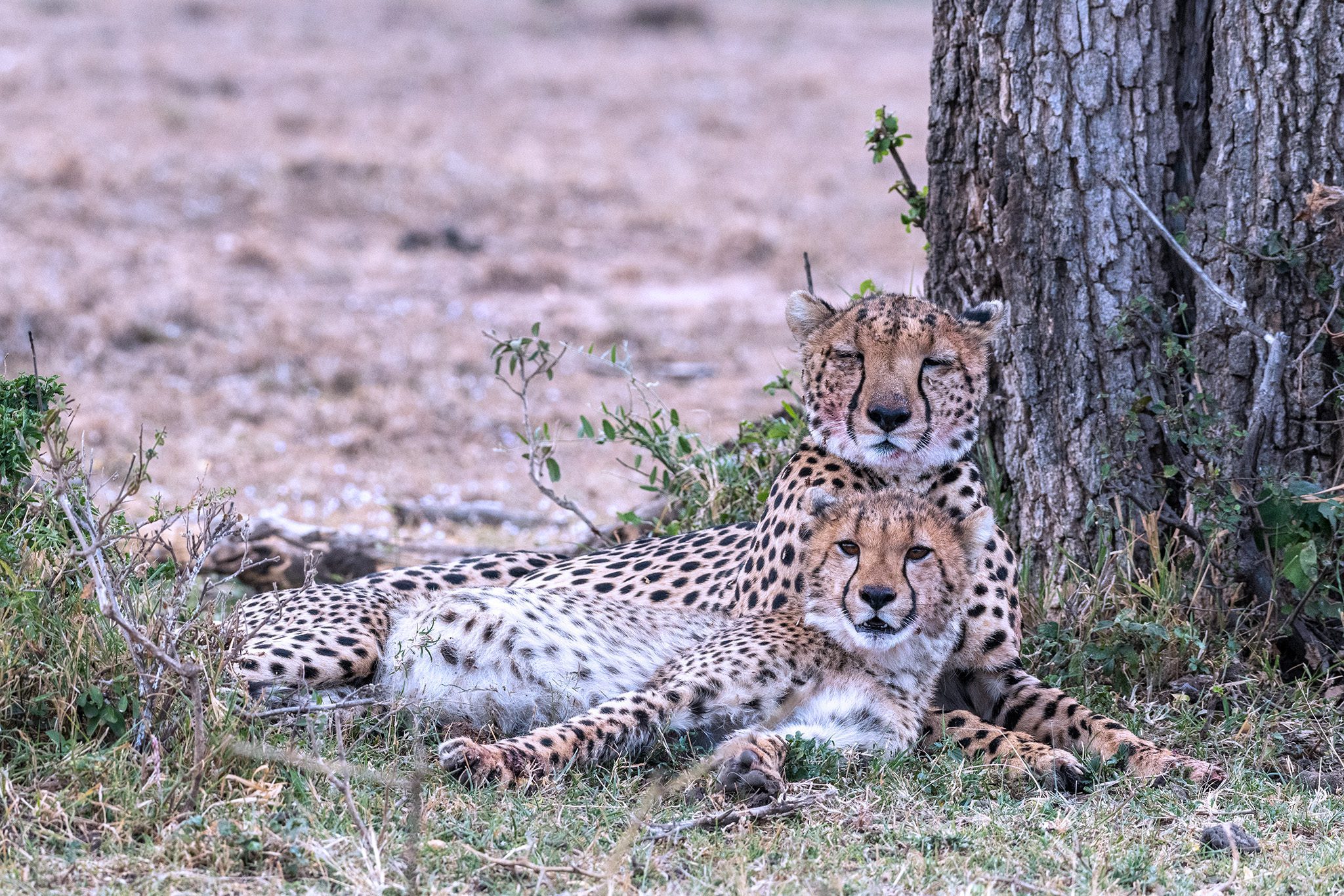 Cheetah and cub with the kill