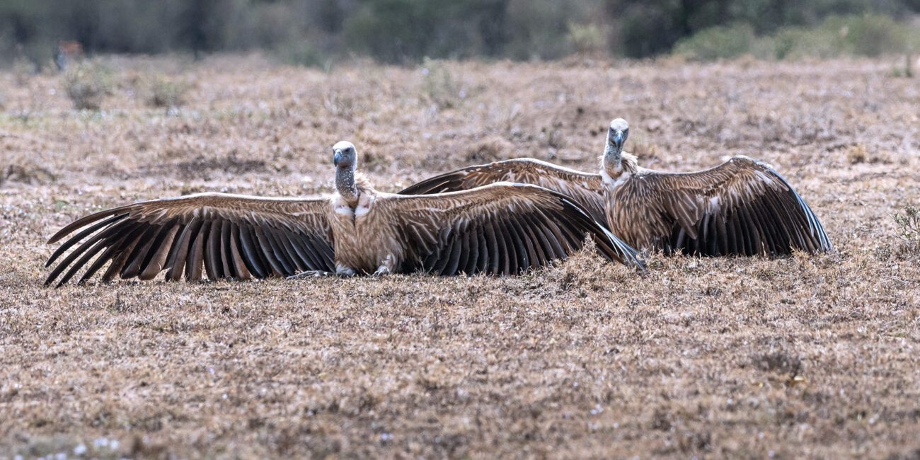 White Backed Vultures
