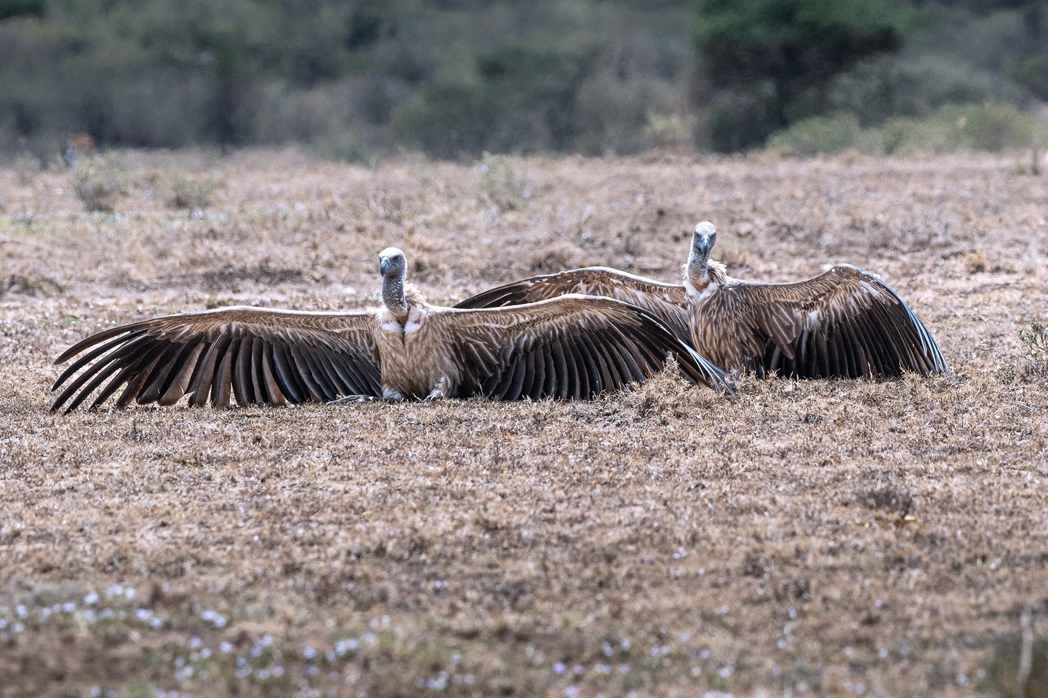 White Backed Vultures