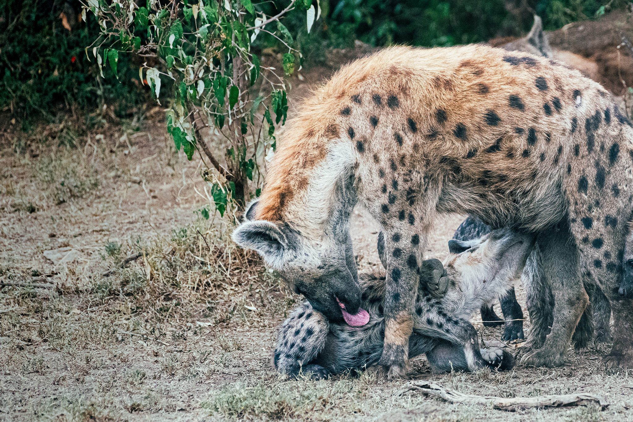 Hyena with cubs