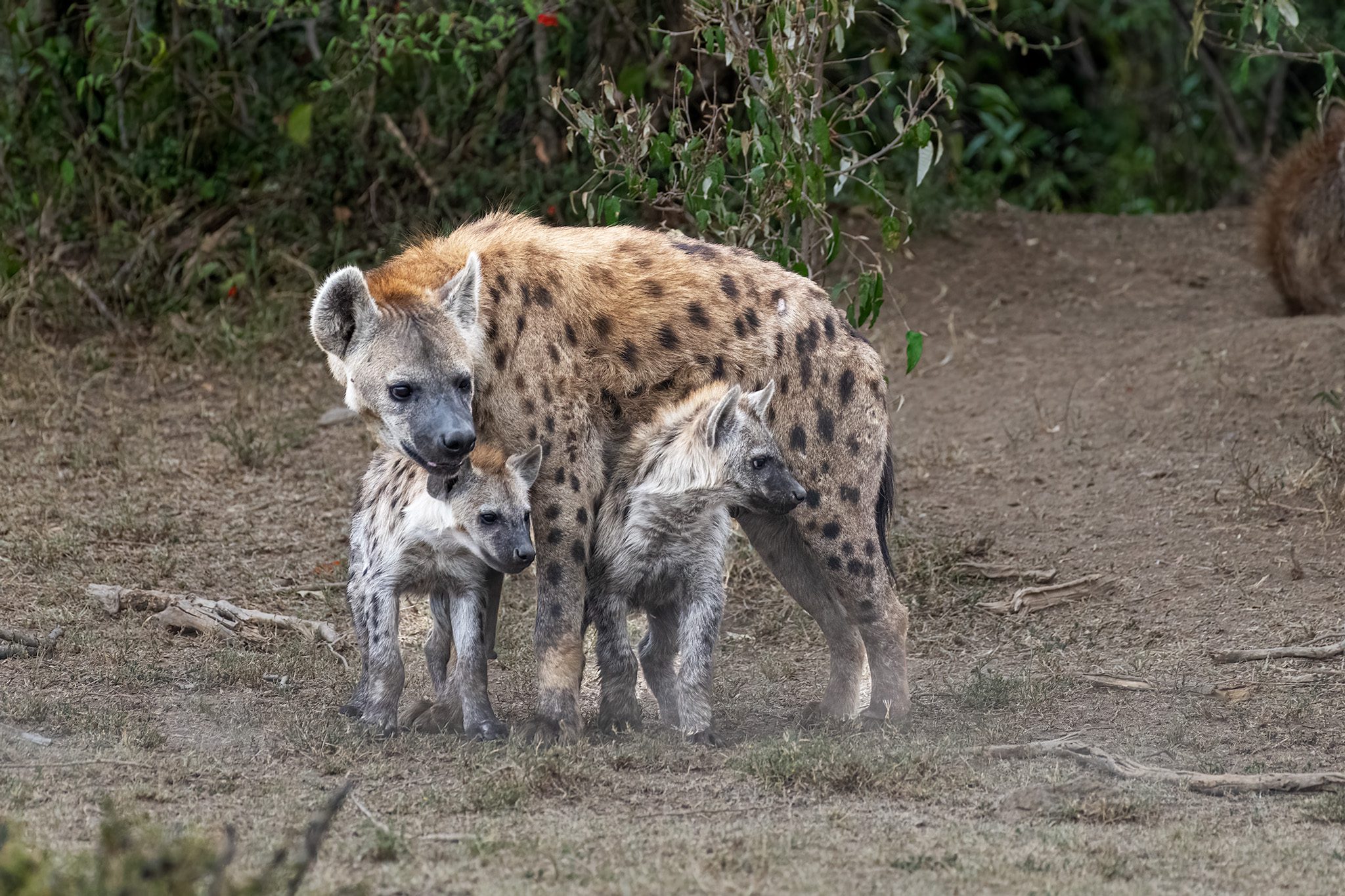 Hyena with cubs