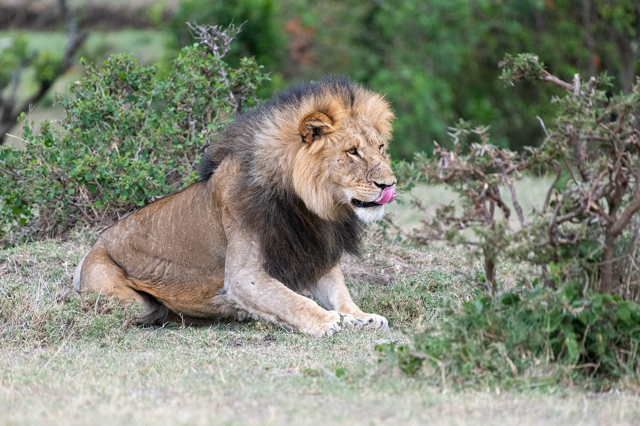 Lion in waiting