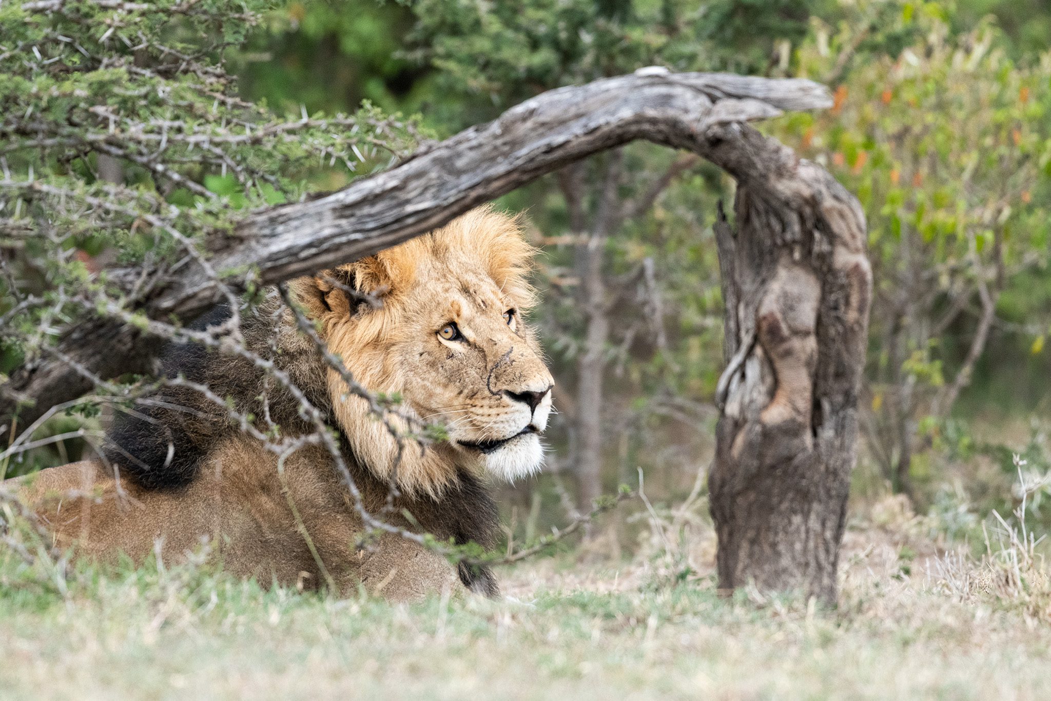 Lion in waiting