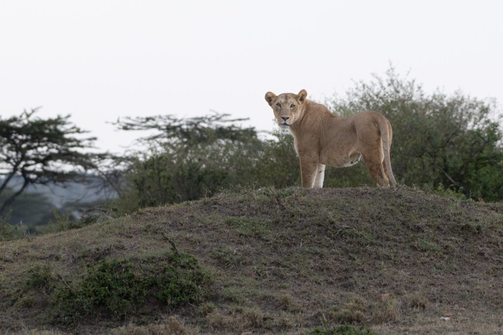 Lioness in anticipation