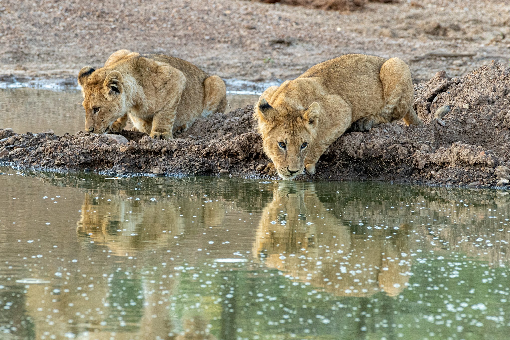 Sanpucanpu Pride