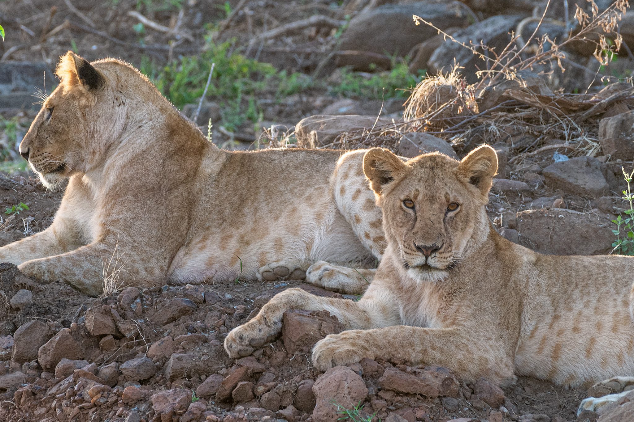 Sanpucanpu Pride