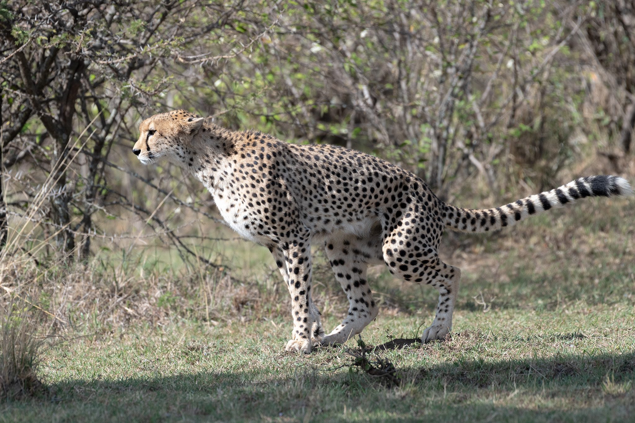 Cheetah relieving itself