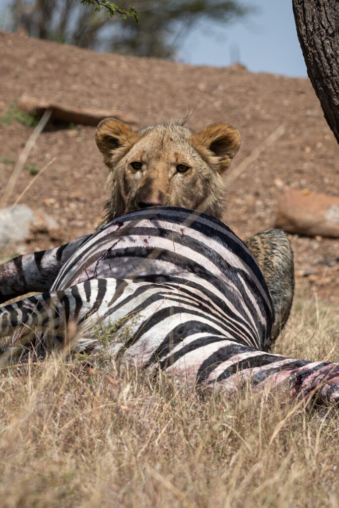 Lion with Zebra Kill