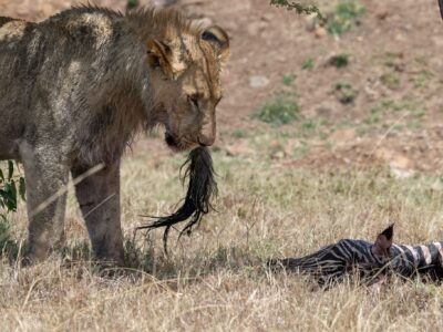Lion with Zebra Kill