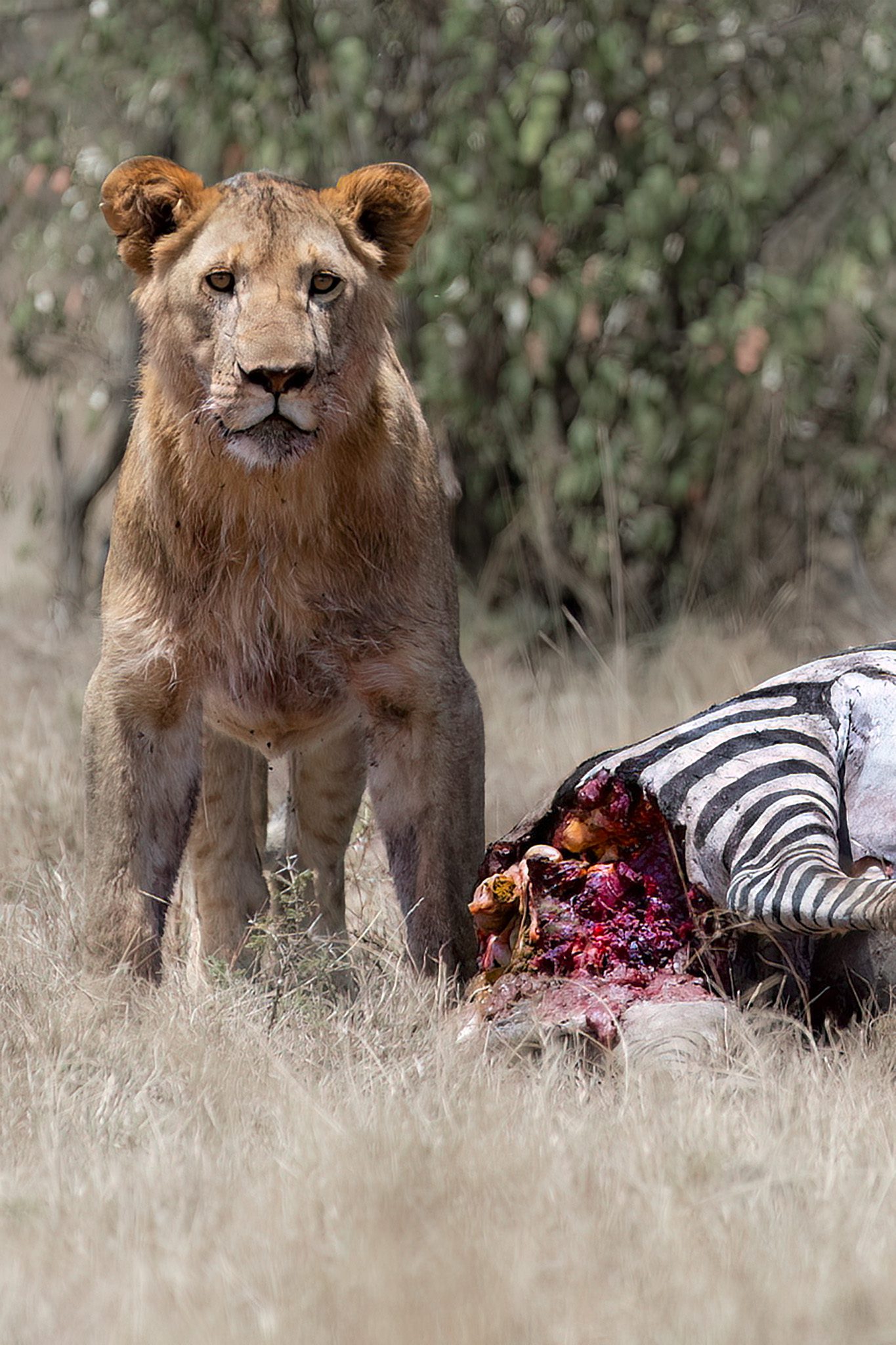 Lion with Zebra Kill