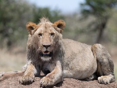 Lion - Enolera Pride