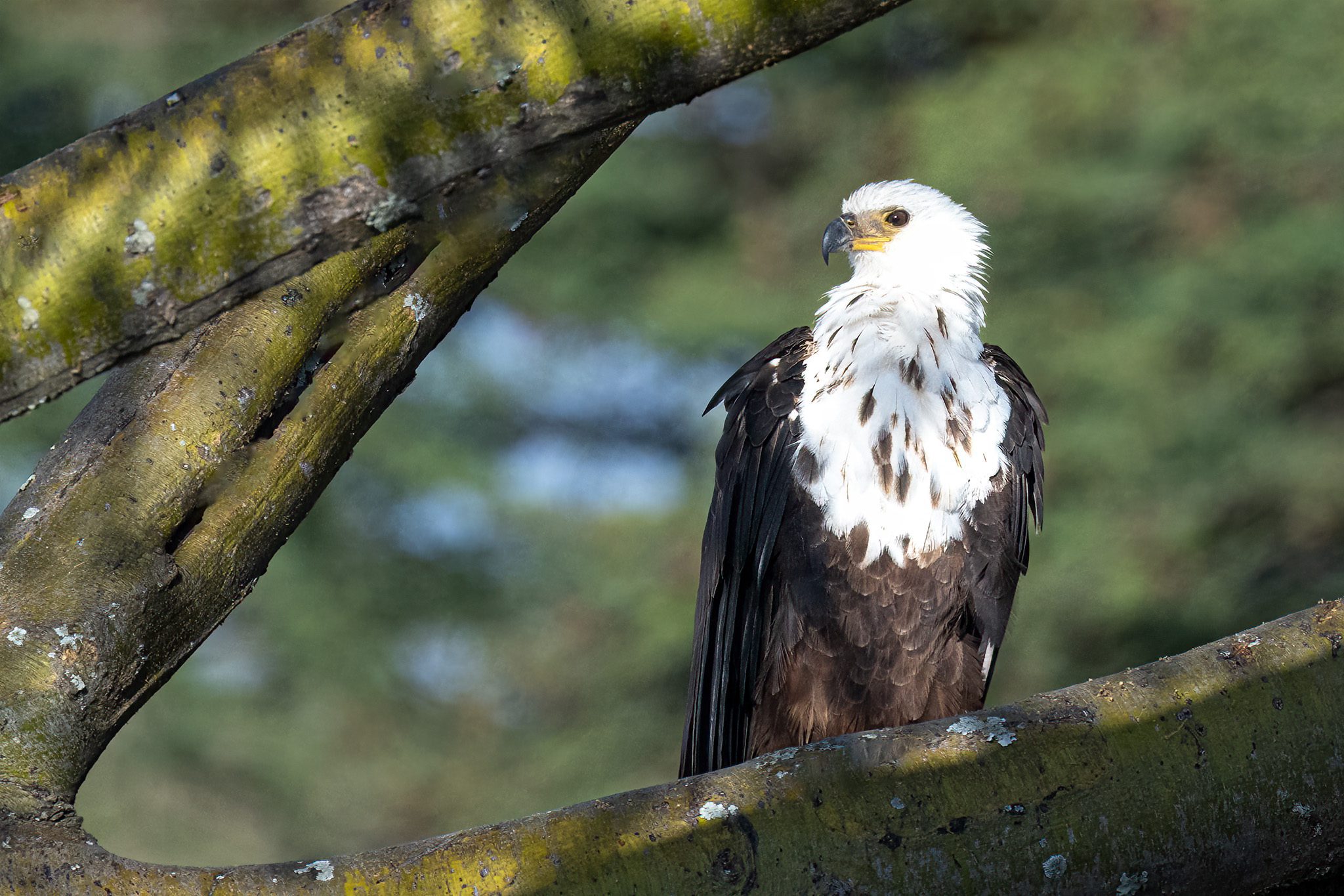 African Fish Eagle