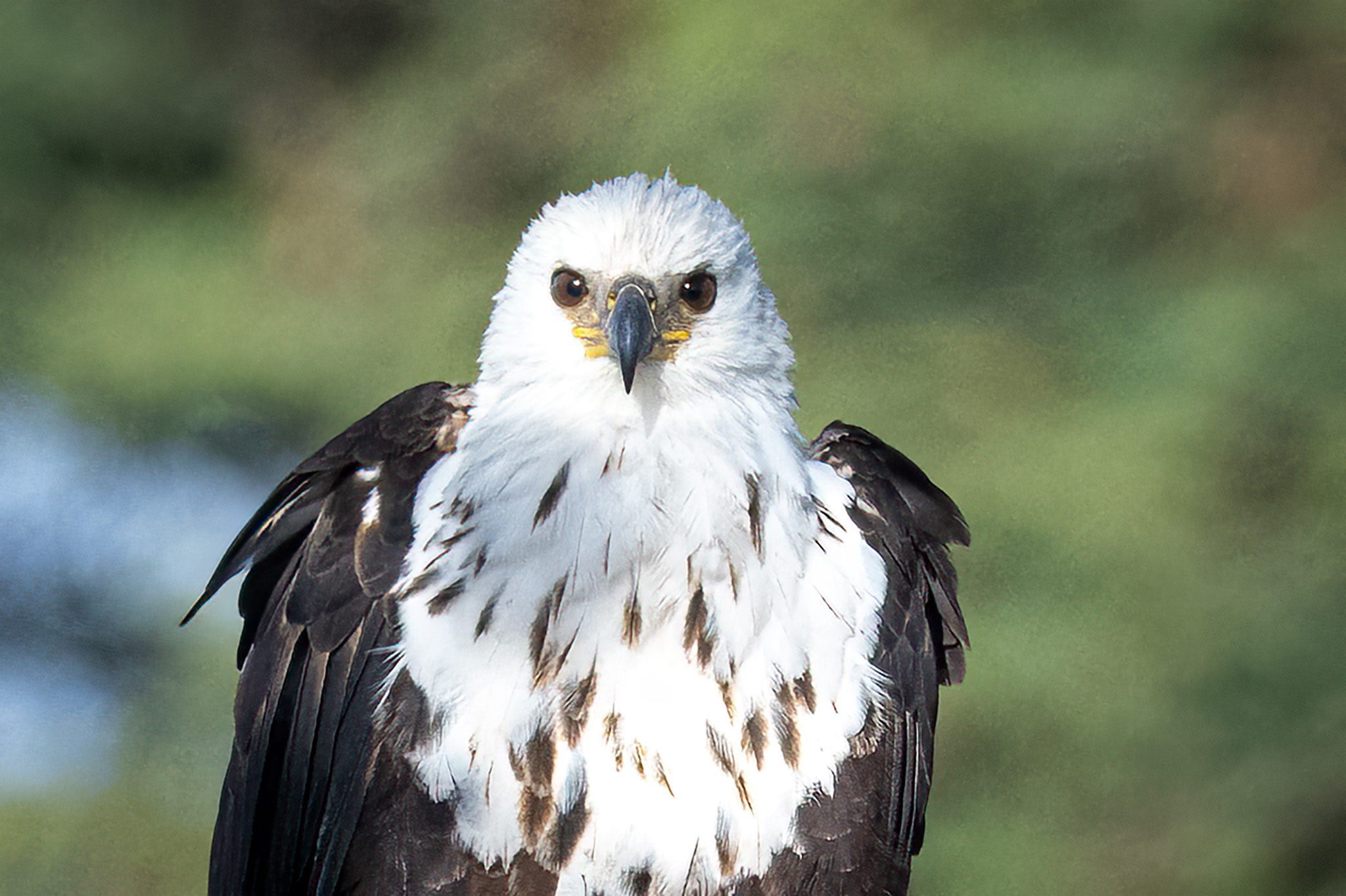 African Fish Eagle